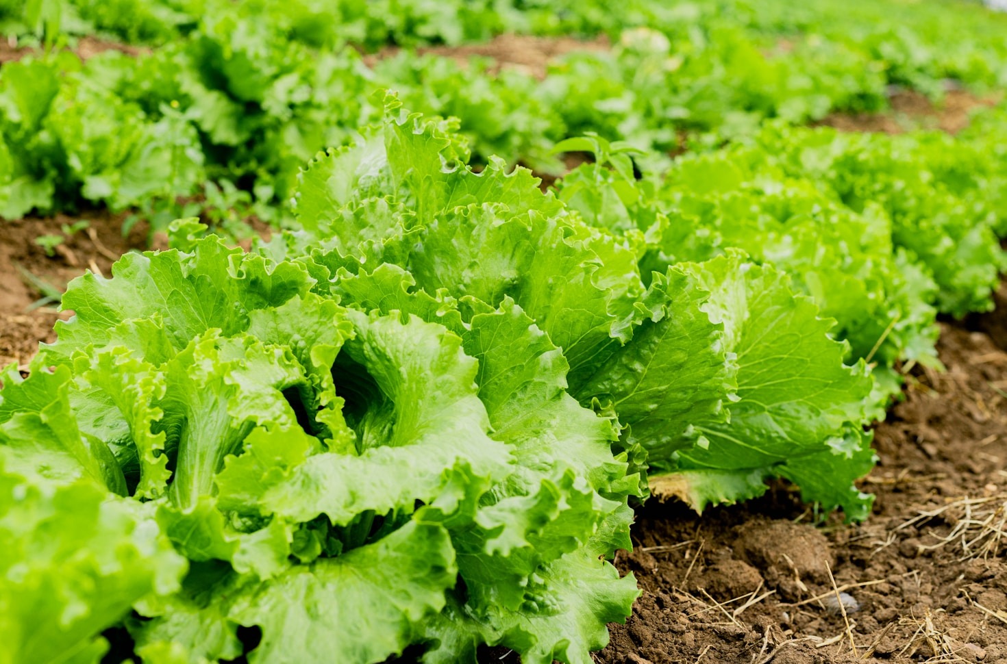 Smart Principles for a Sustainable Future